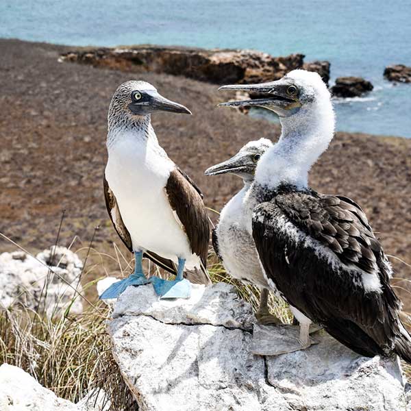 Pato bobo en Islas Marietas