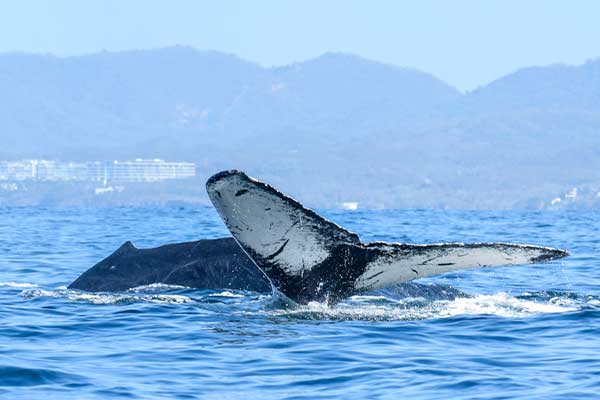 Ballenas Vallarta