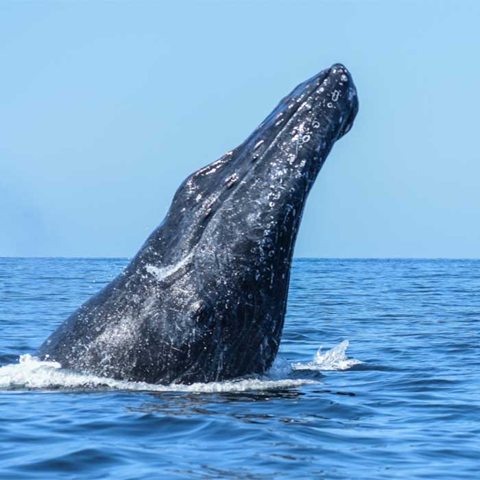 Avistamiento de Ballenas Vallarta