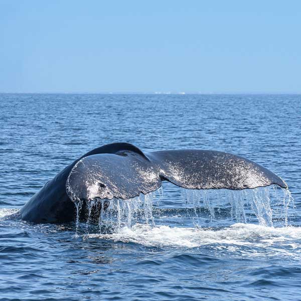 ballenas en Islas Marietas