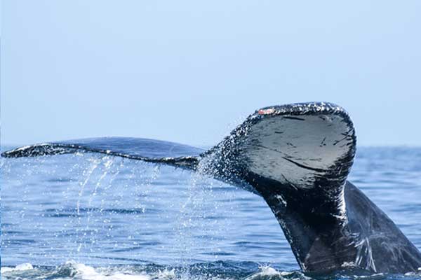 Ovsercación de Ballenas