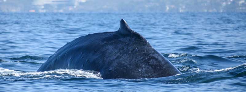 Avistamiento ballenas vallarta